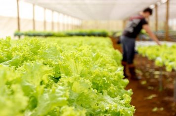 Prefeitura e SEBRAE dão início ao Projeto Olericultura