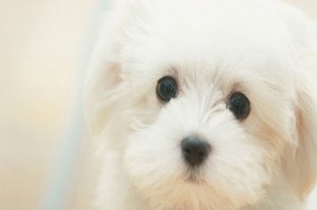 Campanha Anual de Vacinação Antirrábica em Cães e Gatos começa semana que vem