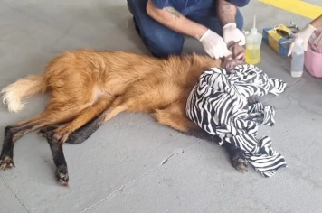 Lobo-guará é capturado em Itapetininga