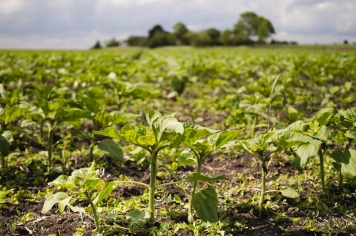 Itapetininga se destaca no comércio exterior e registra crescimento nas exportações em 2025