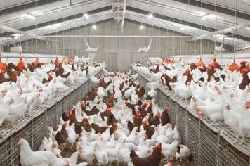 Multinacional holandesa em Itapetininga é destaque na América do Sul no consumo de ovos