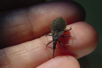 Prefeitura de Itapetininga alerta sobre a prevenção da Doença de Chagas