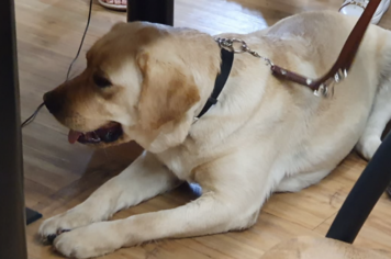 Itapetininga ganha o primeiro cão-guia para pessoas com deficiência visual