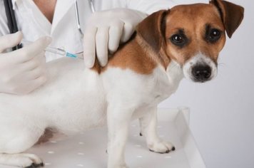 Campanha “Cão Solidário – Todos contra a raiva” tem início no próximo dia 27