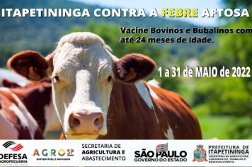 Itapetininga contra a Febre Aftosa