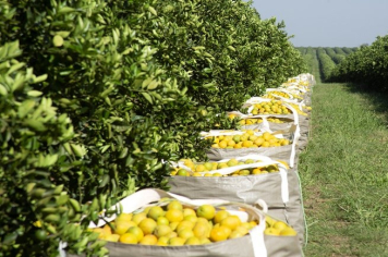 Citrosuco abre 40 vagas para colhedor de laranja sem necessidade de experiência com entrevistas no dia 26 de maio