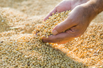 Itapetininga tem a maior produtividade de soja do país, afirma IBGE