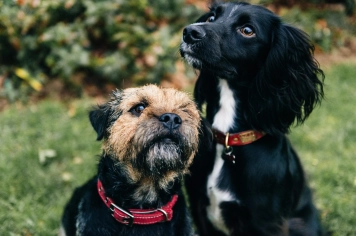 Itapetininga terá mutirão com mais de 5 mil castrações gratuitas para cães e gatos