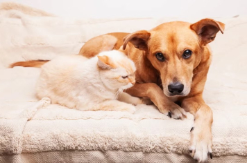 Prefeitura de Itapetininga realiza Mutirão de Castração na vila Arruda e região nos dias 02 e 03 de agosto