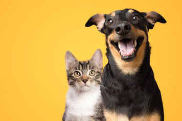 Prefeitura de Itapetininga realiza Mutirão de Castração na vila Sônia e região nos dias 31 de maio e 1º de junho