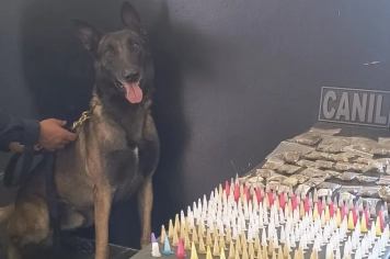 Canil da Guarda Municipal de Itapetininga localiza grande quantidade de drogas abandonadas 