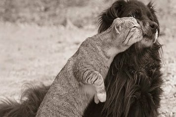 Campanha já vacinou mais de 10 mil cães e gatos