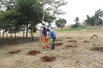 Prefeitura deve plantar mais de 3 mil árvores