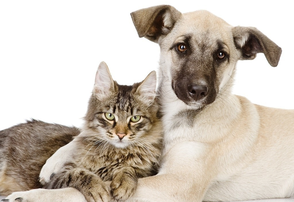 Inscrição para Mutirão de Castração de Cães e Gatos de tutores da Vila Sotemo será no dia 05 de setembro