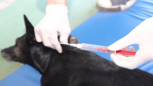 Prefeitura realiza Mutirão da Castração neste fim de semana