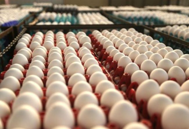Multinacional de Genética Aviária com sede em Itapetininga prevê aumento de produção diária de ovos em mais de 50% para 2020