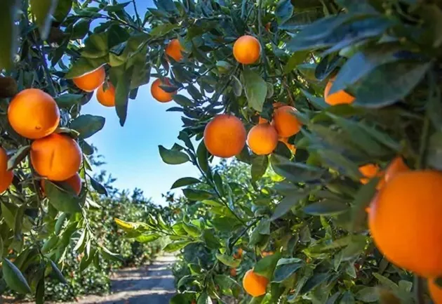 Citrosuco abre 40 vagas para Colhedor de Laranja, sem necessidade de experiência, com entrevistas nesta segunda, dia 24, a partir das 3 horas da tarde