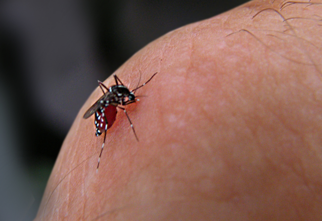 Arrastões contra o Aedes Aegypti começam dia 19 de agosto