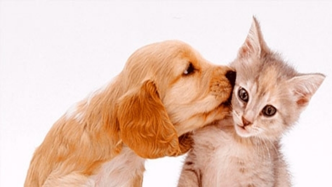 Mais de 16 mil cães e gatos são vacinados na campanha antirrábica