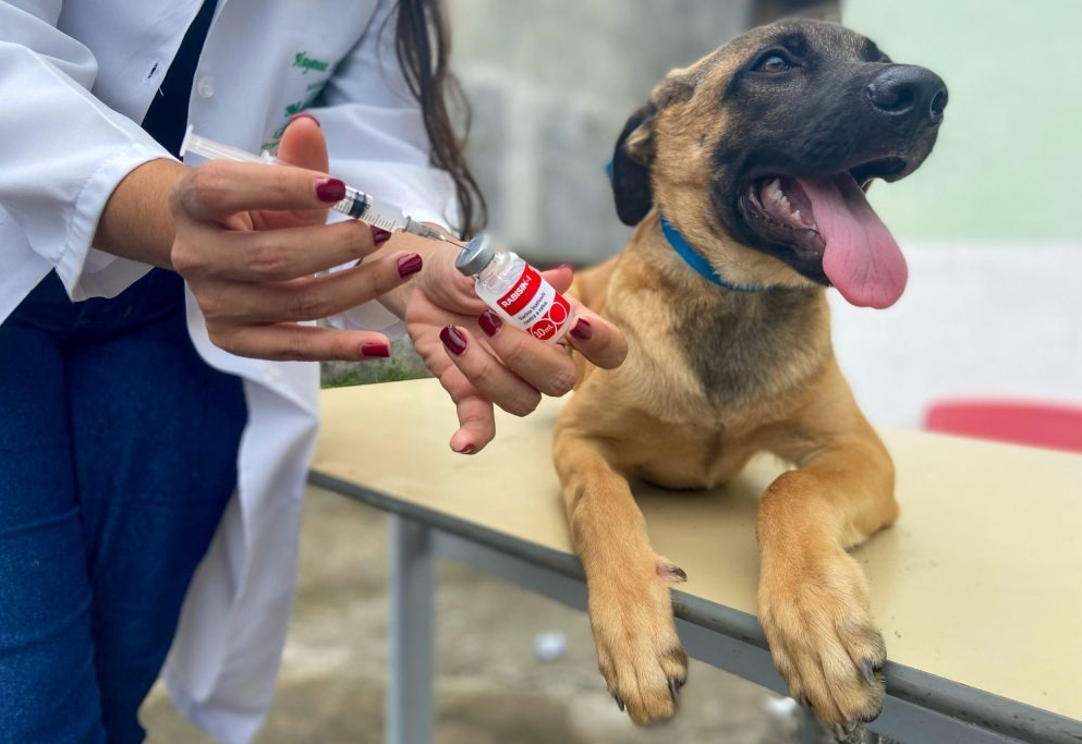 Castramóvel oferece vacinação contra a raiva para cães e gatos entre os dias 16 e 19 de setembro no bairro Taboãozinho