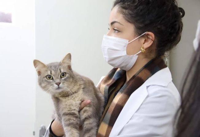 “Ambulatório Municipal Pet” realizou quase 4,3 mil atendimentos desde a implantação 