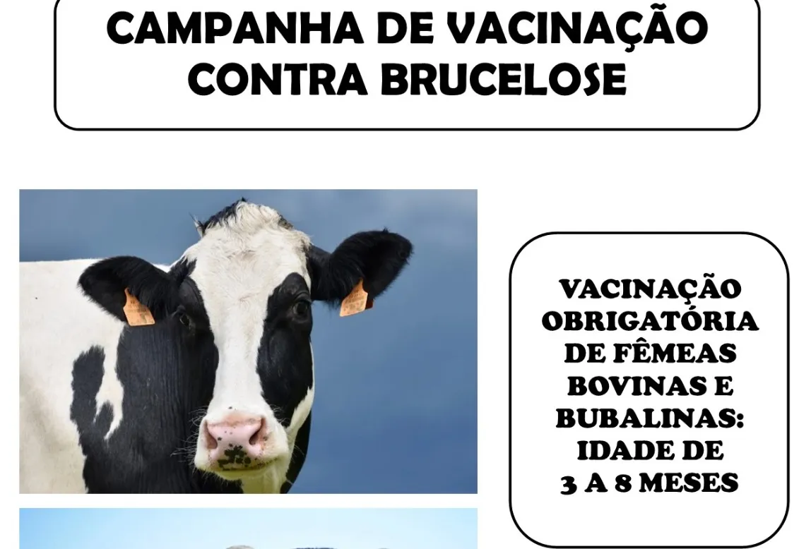 Pecuaristas de Itapetininga têm até o dia 31 de dezembro para vacinar rebanhos contra a Brucelose (fêmeas bovinas e bubalinas)