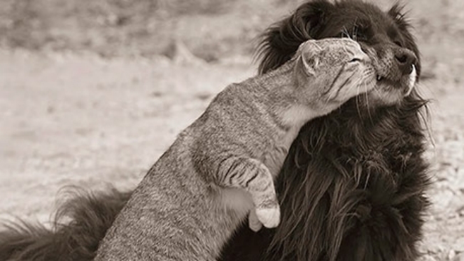 Campanha já vacinou mais de 10 mil cães e gatos