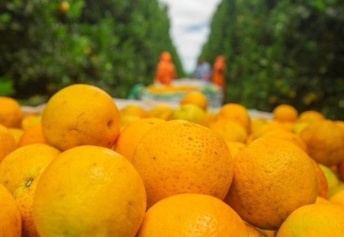 Citrosuco abre mais 40 vagas para Colhedor de Laranja, sem necessidade de experiência, com entrevistas no dia 06 de junho