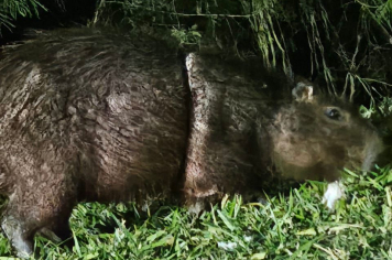 Itapetininga mobiliza órgãos ambientais para localizar capivara possivelmente ferida na Marginal dos Cavalos