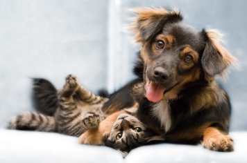 Prefeitura de Itapetininga realiza Mutirão de Castração no Distrito do Tupy no próximo fim de semana