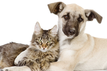 Inscrição para Mutirão de Castração de Cães e Gatos de tutores da Vila Sotemo será no dia 05 de setembro