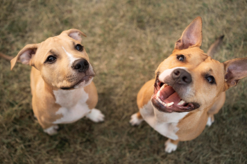 Cinomose – doença grave que pode ser prevenida com a vacinação dos PETS