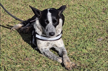 Mutirão de Castração atende 227 animais em Itapetininga com apoio da Subsecretaria de Defesa Animal