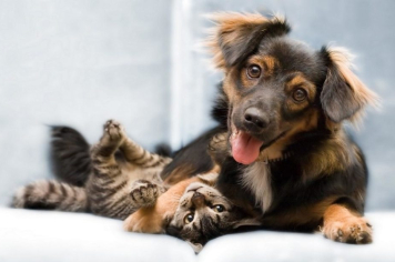 Castramóvel chega à vila Belo Horizonte e Jardim das Flores com 162 vagas para castração gratuita de cães e gatos; inscrições são na próxima segunda, dia 29
