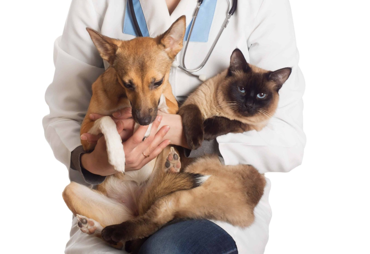 Itapetininga vem realizando o maior mutirão de castração da história! Agora, são mais 5 mil animais que serão atendidos gratuitamente