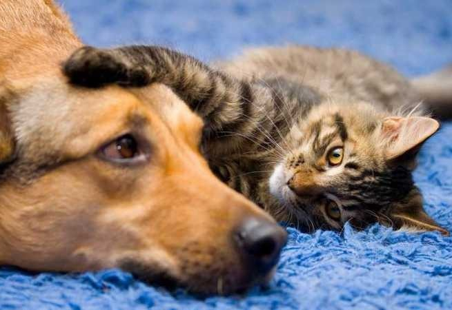 Prefeitura de Itapetininga realiza Mutirão de Castração de Cães e Gatos na vila Sotemo nos dias 13 e 14 de setembro