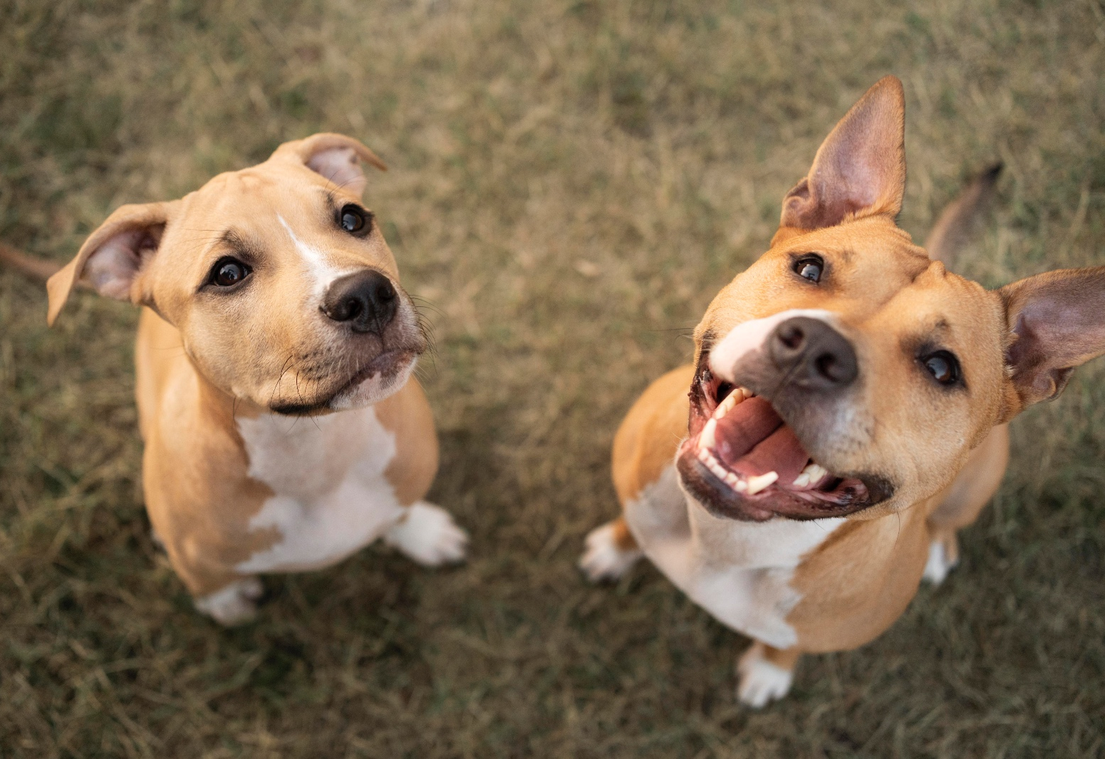 Cinomose – doença grave que pode ser prevenida com a vacinação dos PETS