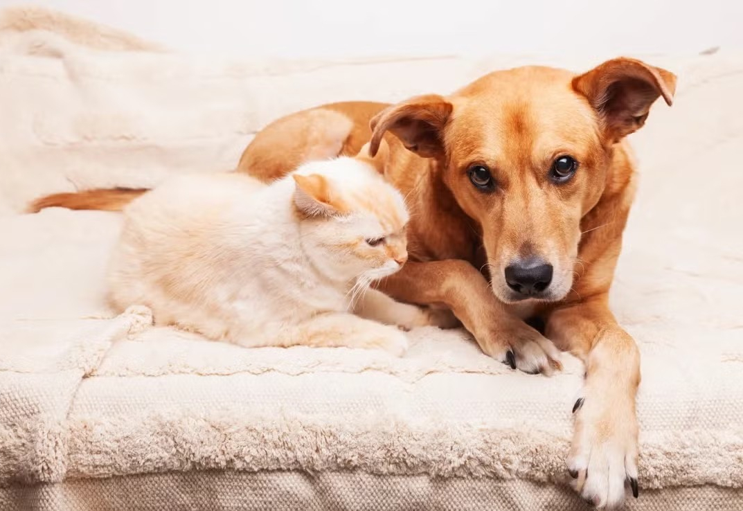 Prefeitura de Itapetininga realiza Mutirão de Castração na vila Arruda e região nos dias 02 e 03 de agosto