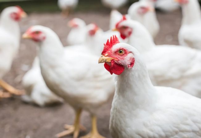 Itapetininga sedia Seminário Técnico sobre Frango de Corte com presença de especialistas na área