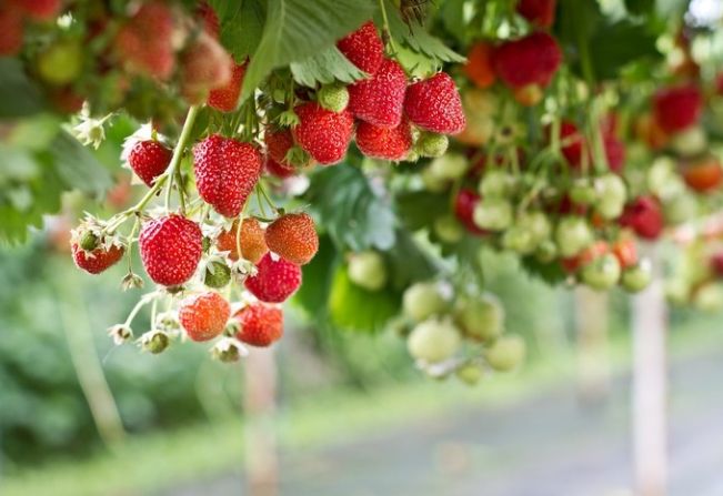 Parceria entre Prefeitura de Itapetininga, Faesp Senar e Sindicato Rural promove Programa Morango Orgânico